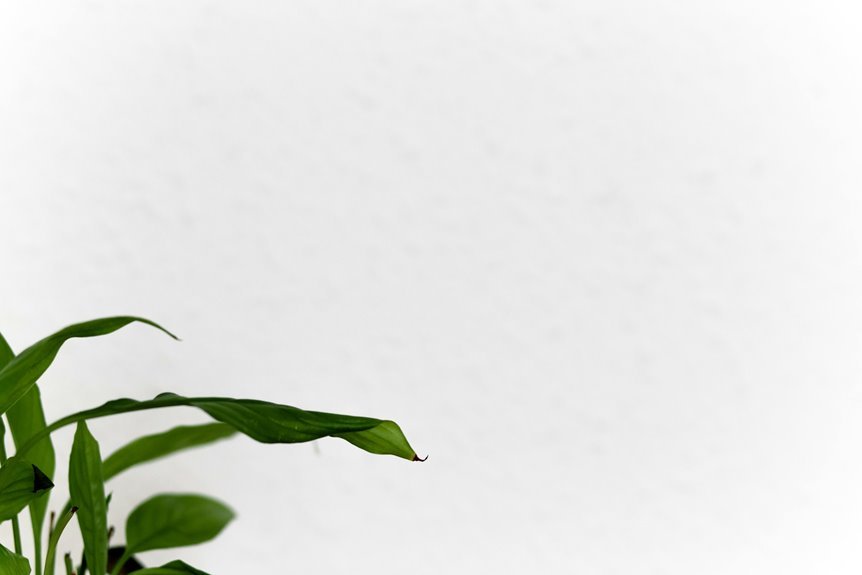 mobilecreativeorg s expanding influence